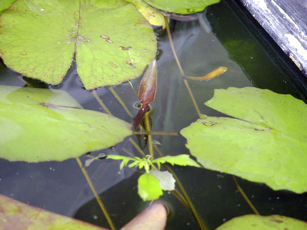 Nymphaea minuta Jan 13 05 Image007